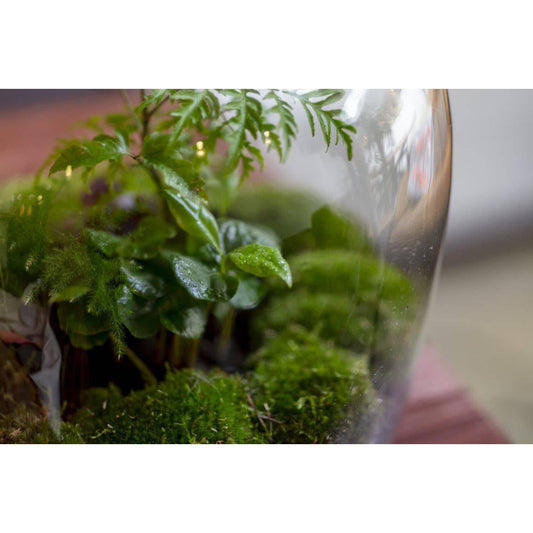 Navul Pakket Erlenmeyer Large/Bolder/Biodome - Growing Concepts
