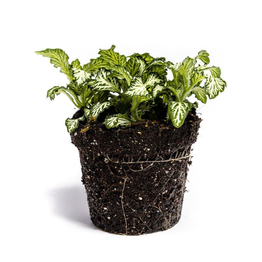 Fittonia Plant - ↑15Cm - Growing Concepts