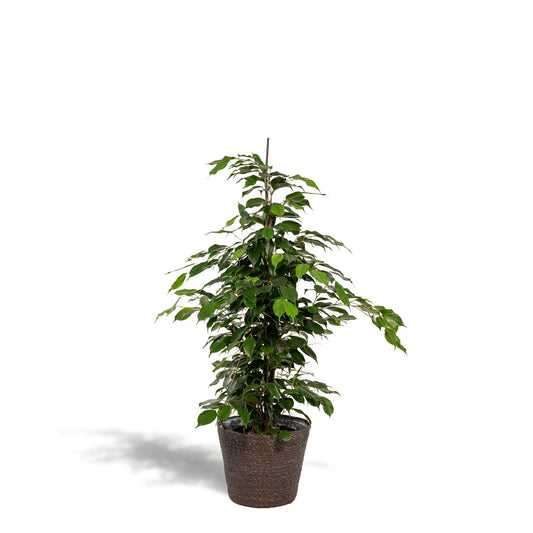 Ficus benjamina Danielle + Korb Igmar - ↨95cm - Ø21cm - Everspring