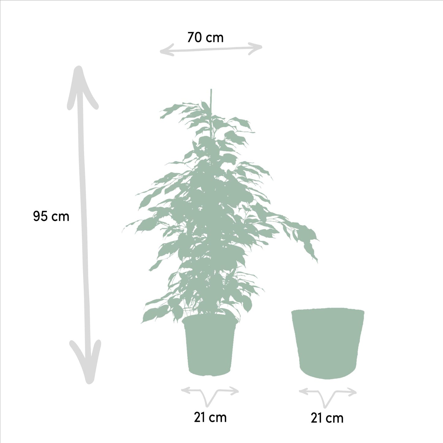 Ficus benjamina Danielle + Korb Igmar - ↨95cm - Ø21cm