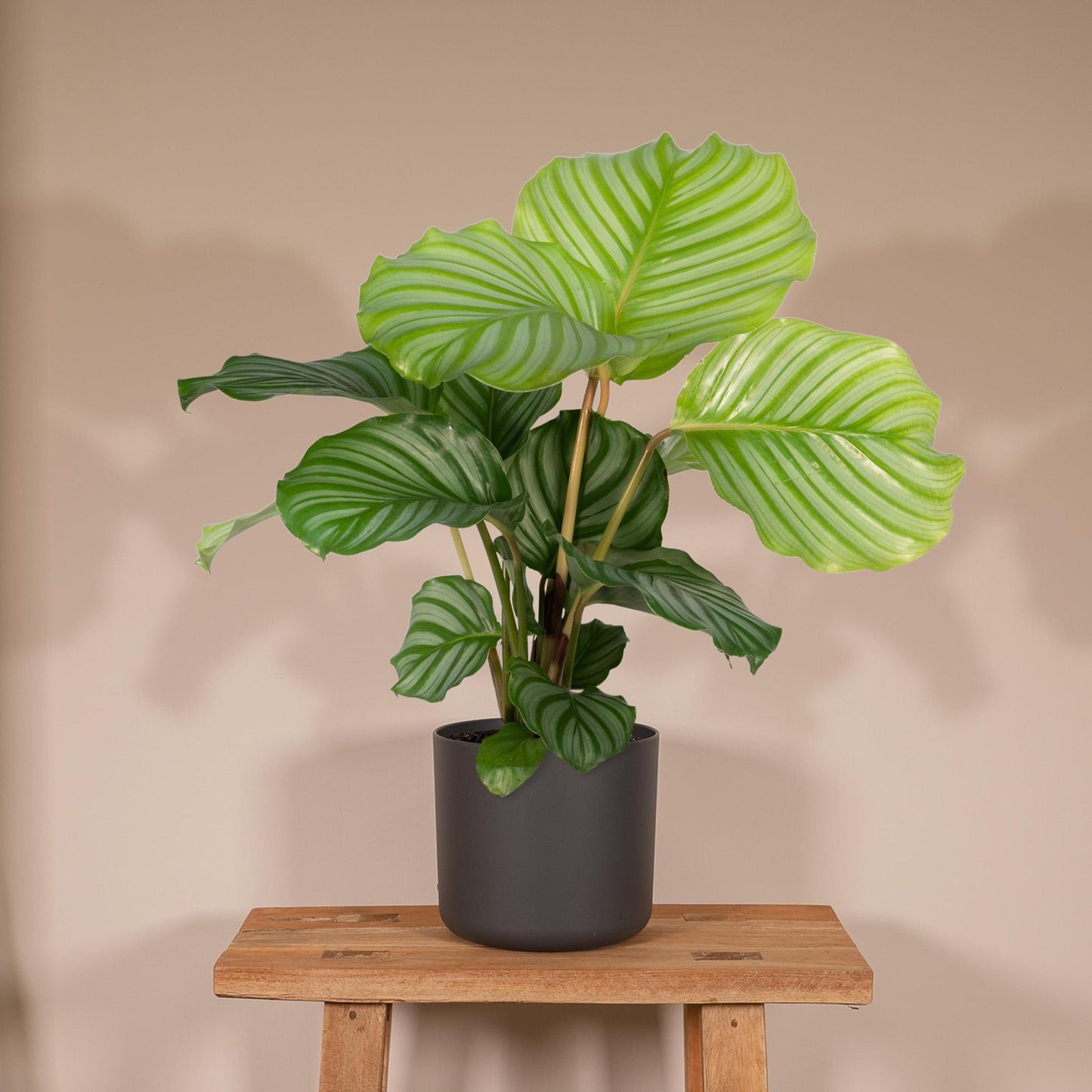 Calathea Orbifolia - 50cm - ø14