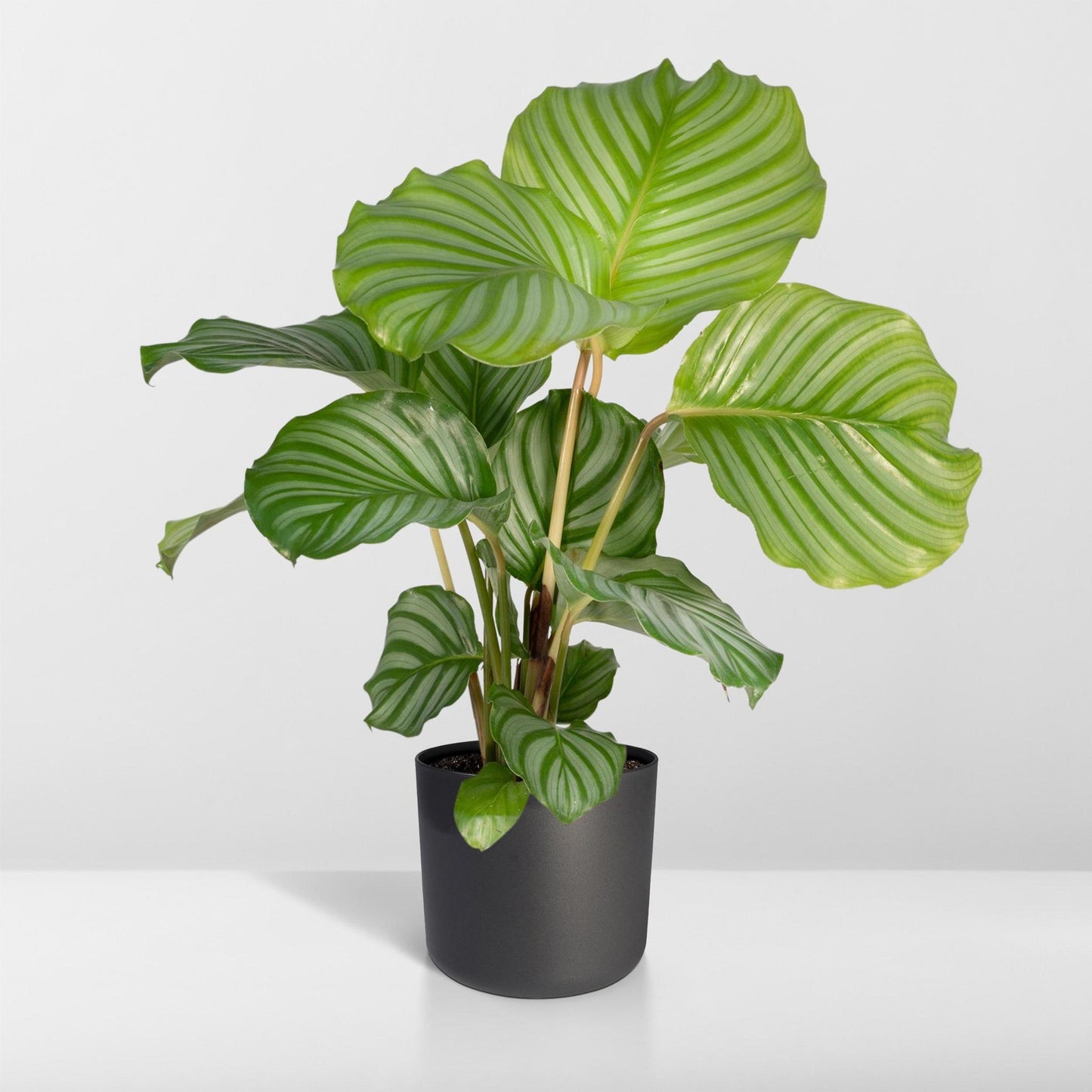 Calathea Orbifolia - 50cm - ø14