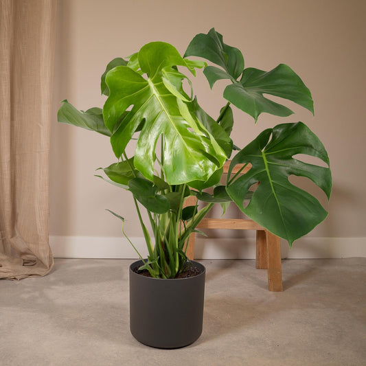 Monstera Deliciosa - Gatenplant - 65cm - Ø21 - Flora Logistics