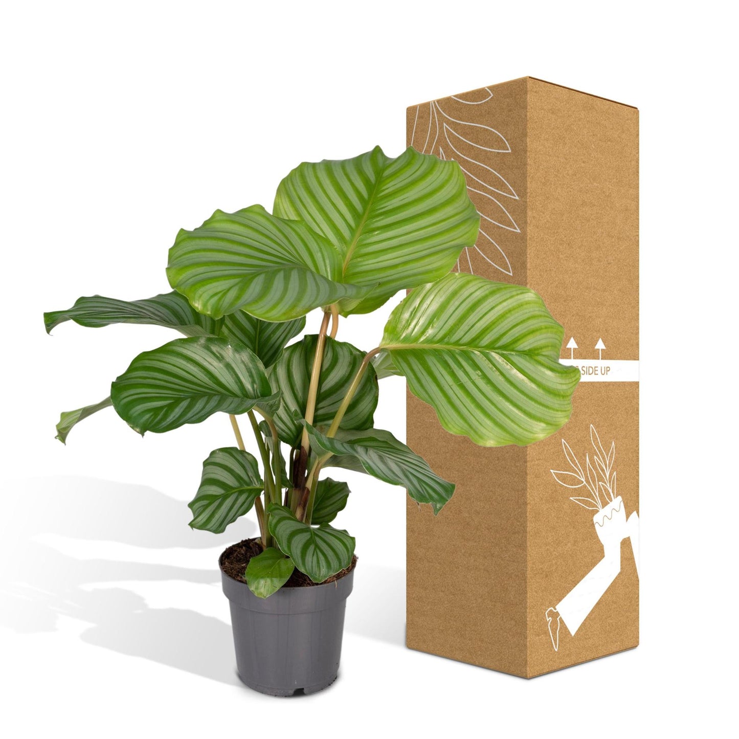 Calathea Orbifolia - 50cm - ø14