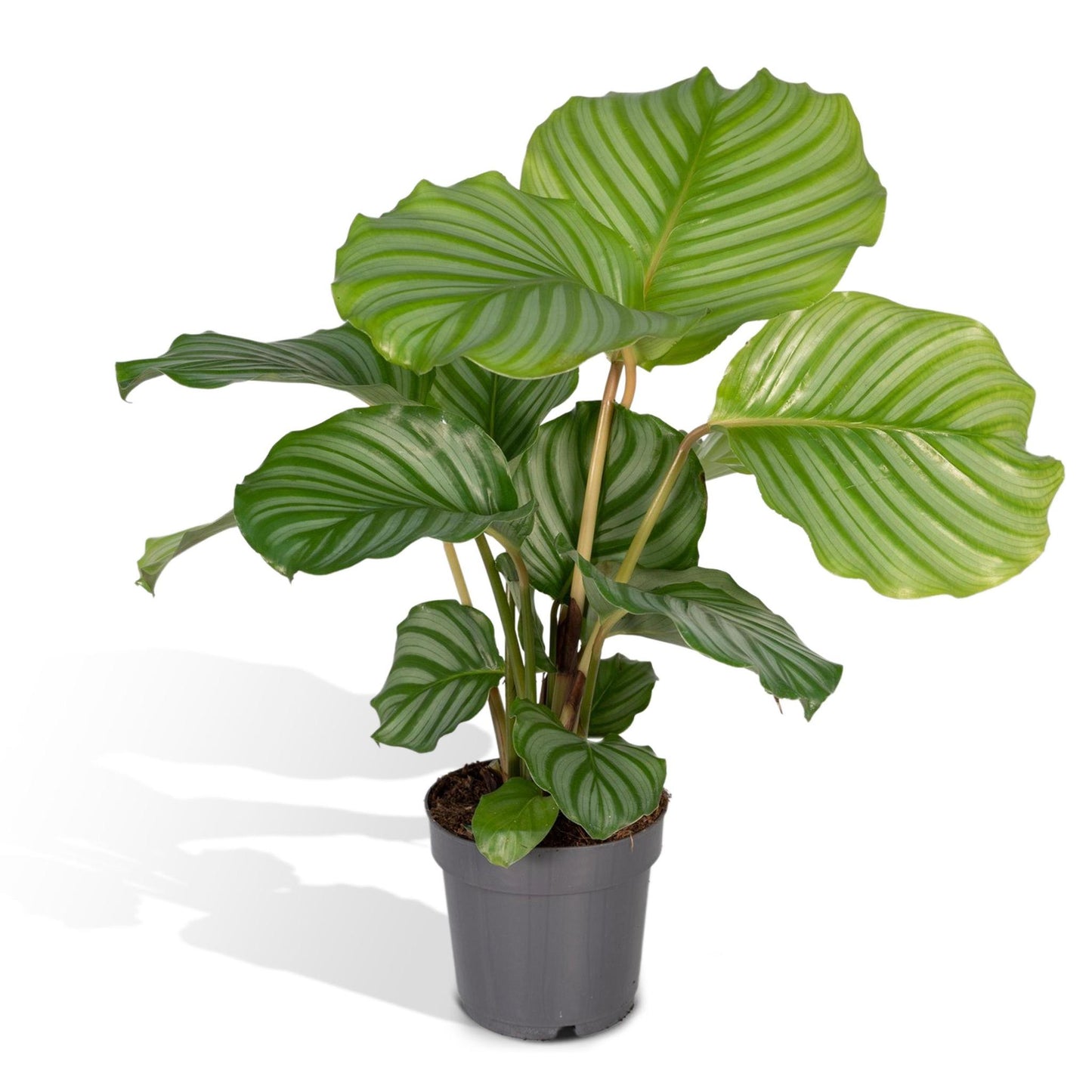 Calathea Orbifolia - 50cm - ø14