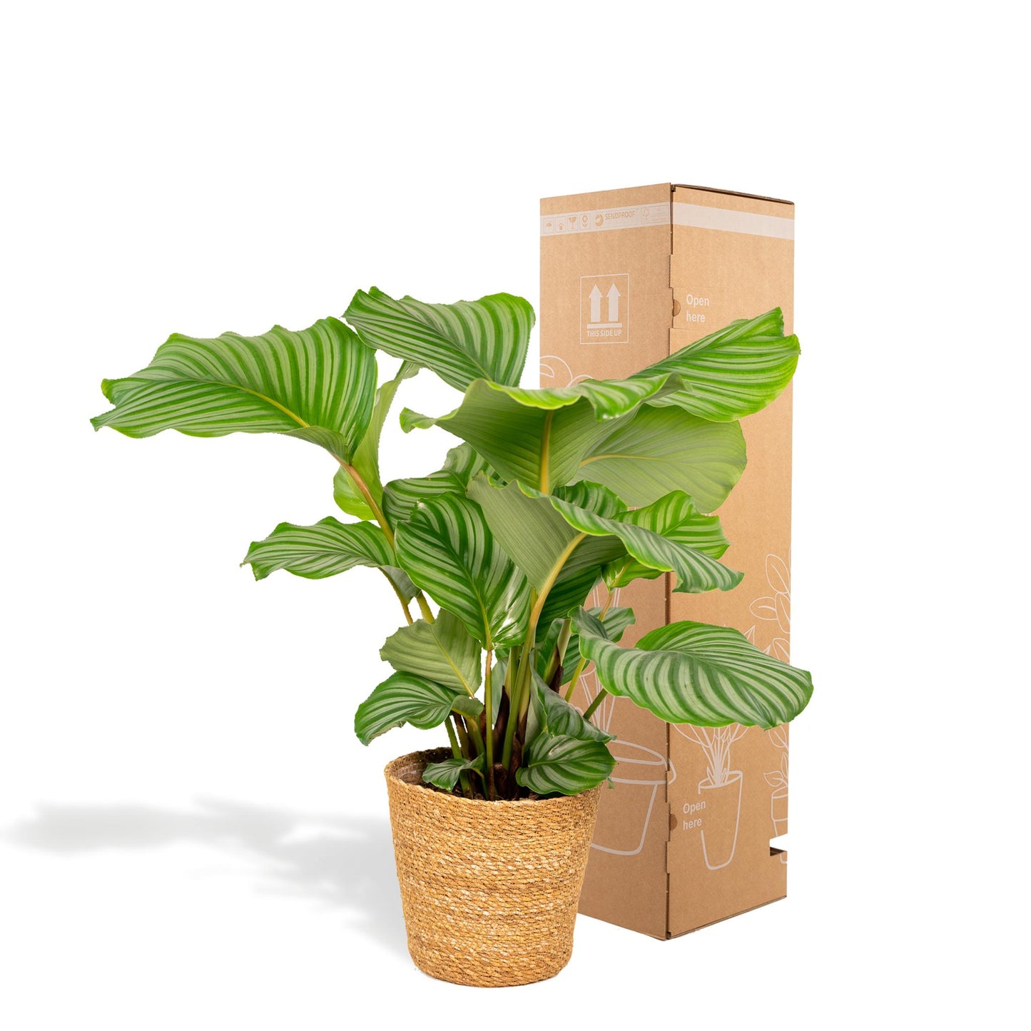 Calathea Orbifolia met mand - 65-75cm hoog, ø19cm - Kamerplant - Schaduwplant - Luchtzuiverend - Vers van de kwekerij