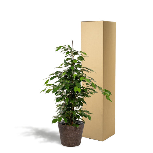 Ficus benjamina Danielle + Korb Igmar - ↨95cm - Ø21cm - Everspring
