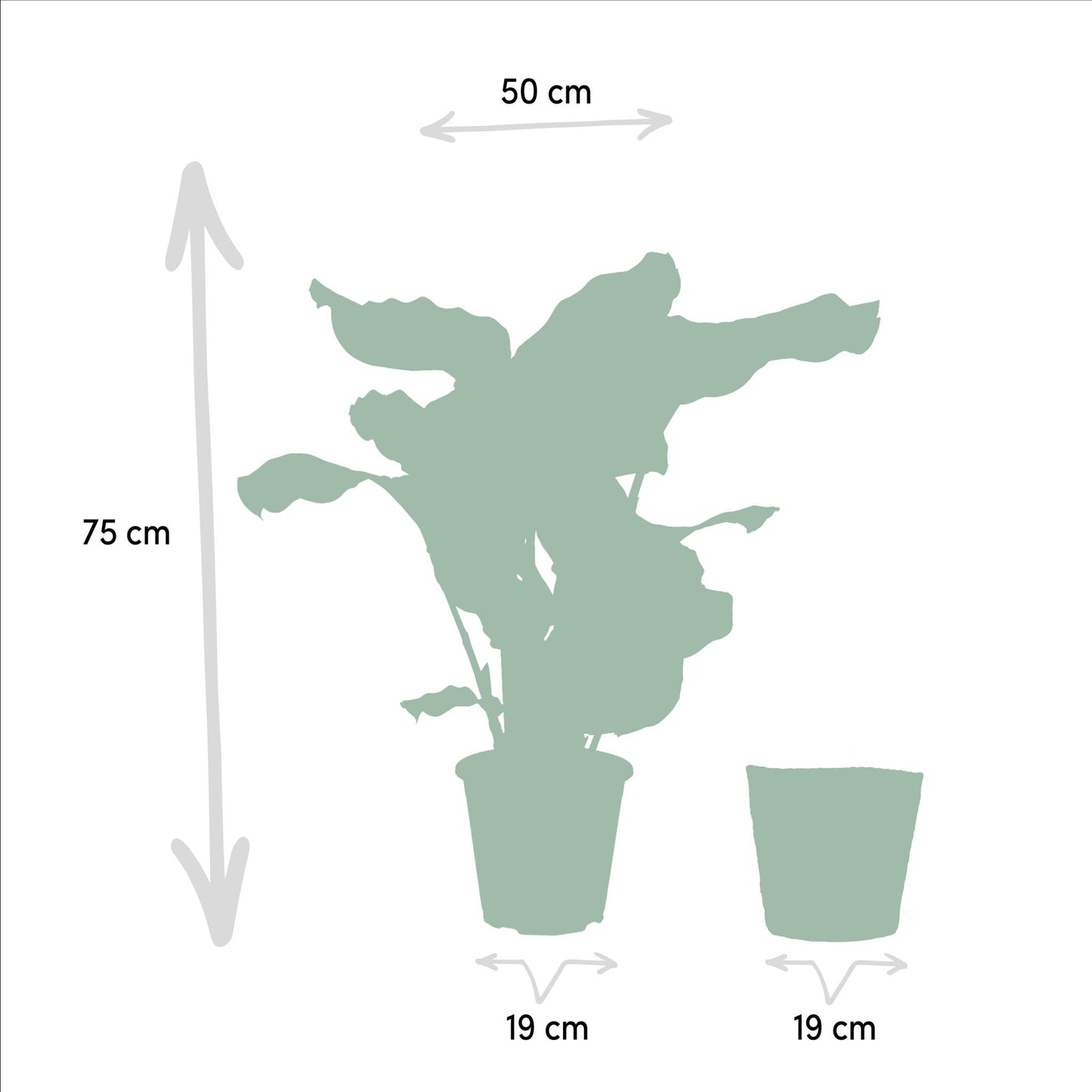 Calathea Orbifolia met mand - 65-75cm hoog, ø19cm - Kamerplant - Schaduwplant - Luchtzuiverend - Vers van de kwekerij