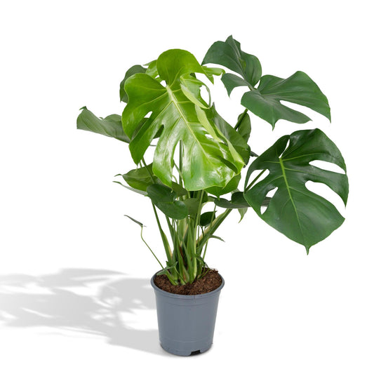 Monstera Deliciosa - Gatenplant - 65cm - Ø21 - Flora Logistics